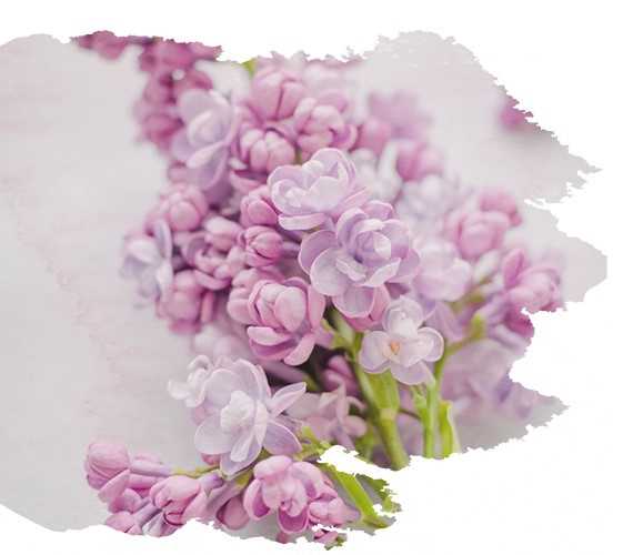 Blumen zur Kommunion Blumen zur Kommunion